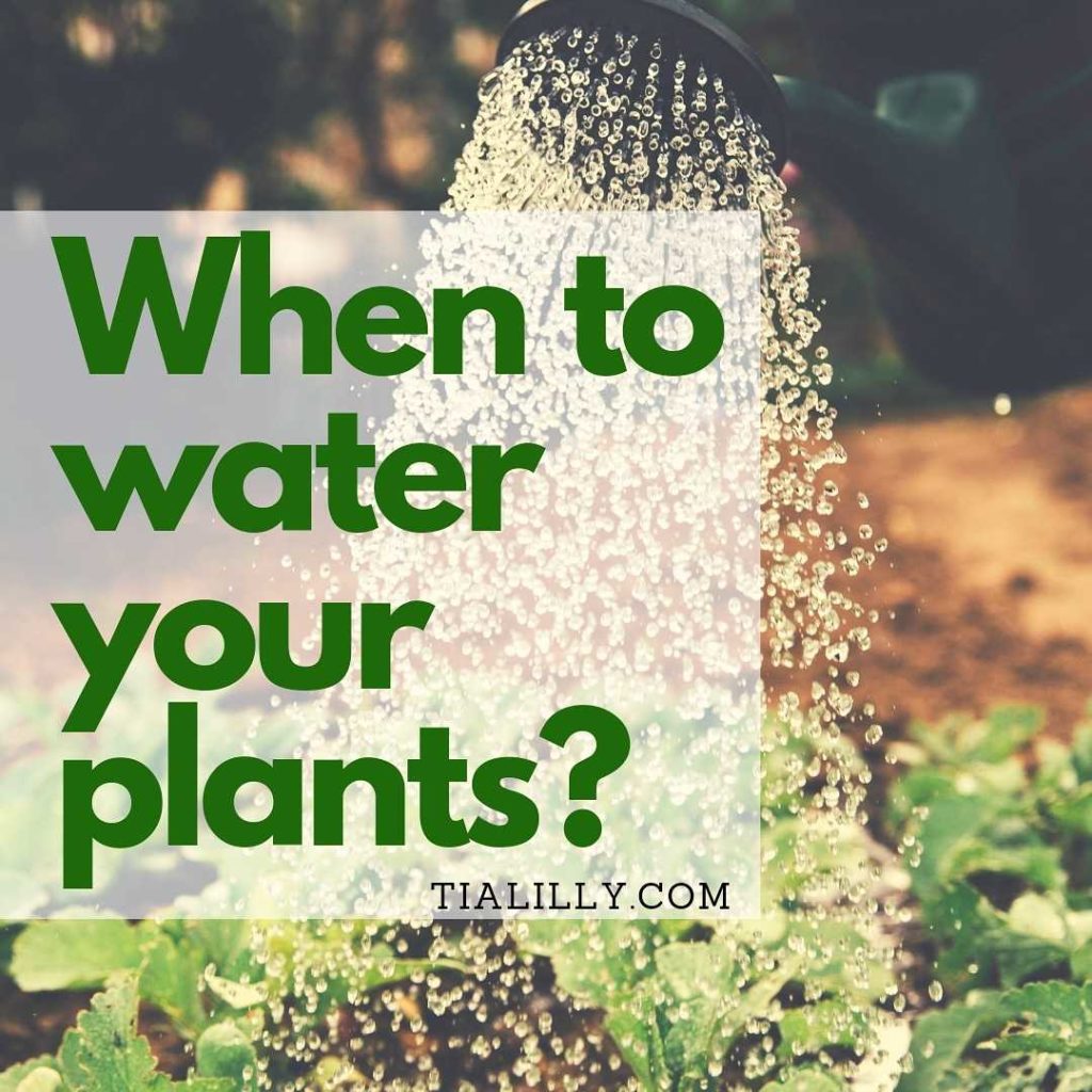 Read more about the article When to water your garden plants?